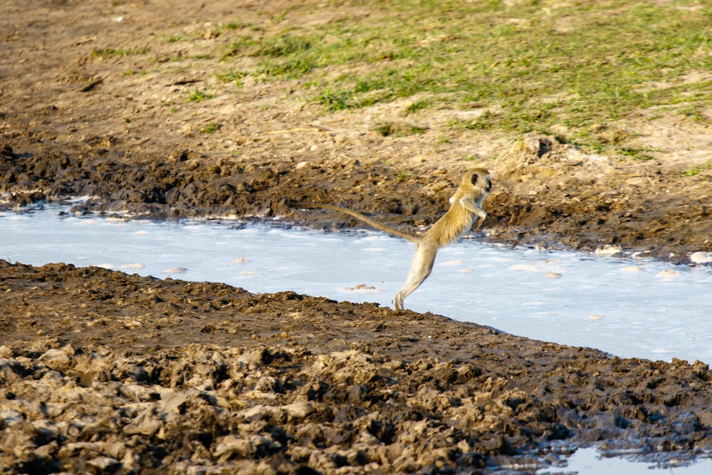 Grüne Meerkatze